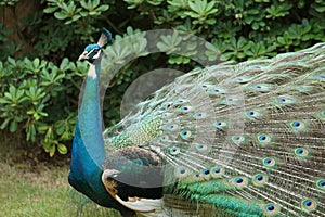 Peacock-King of BirdsÃ¯Â¼Ë3Ã¯Â¼â°